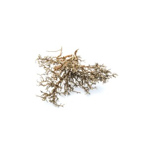 DRY TREE
