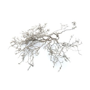 DRY TREE WHITE WASHED