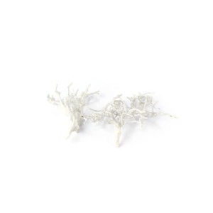 DRY TREE WAX COLOR