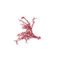 DRY TREE MALE WAX - CZERWONY.jpg