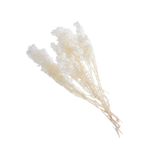 GYPSOPHILA PRESERVED: GIPSÓWKA BLD.jpg