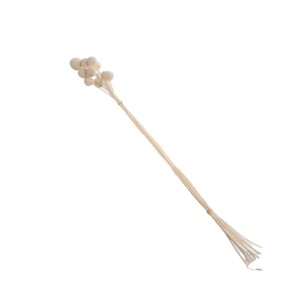 CRASPEDIA - 60 cm P/W 