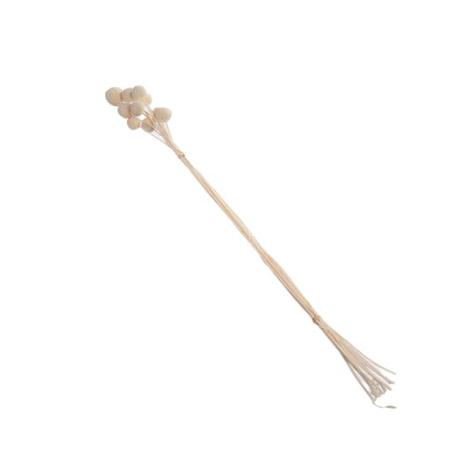 CRASPEDIA 60cm.jpg