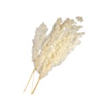 ASPARAGUS - 60 cm P/W