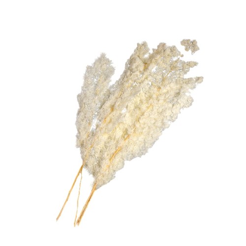 ASPARAGUS 60cm.jpg