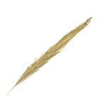 DATE LEAF