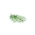 DRY TREE MALE WAX - ZIELONY.jpg