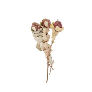 BANKSIA COCCINEA