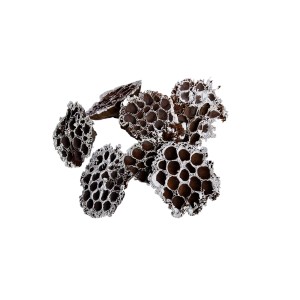 LOTOS HEADS S-TIP - 6 cm 