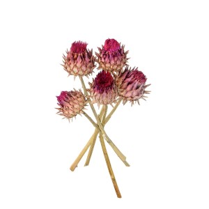 CYNARA FLOWER 