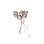 DAPHNOIDES WHITE WASHED