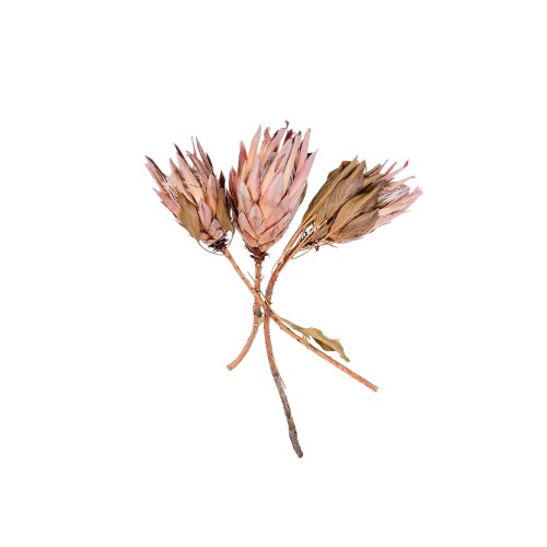 KING PROTEA PINK.jpg