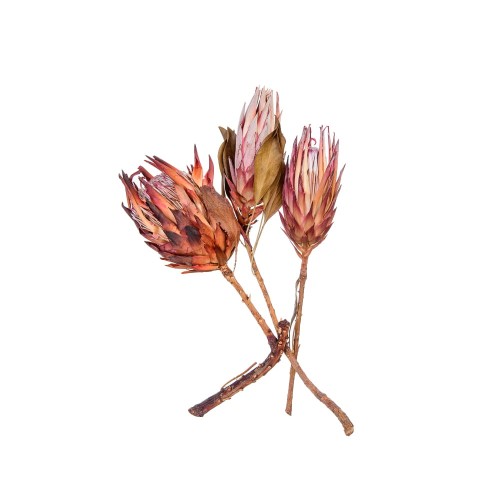 KING PROTEA RED.jpg