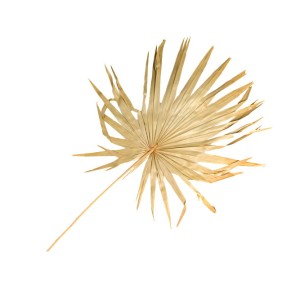 PALM LEAF SUNNY