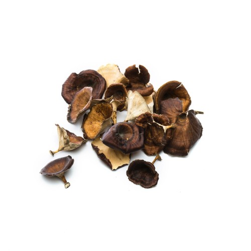 GOLDEN MUSHROOM.jpg