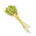 INDIAN WHITE CORN - ZIELONY : GREEN.jpg