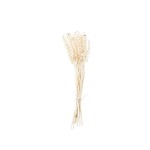CANE SPRING MINI BLD