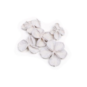 LAND LOTUS FLOCK WHITE