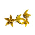 LILLY - ŻÓŁTY : YELLOW.jpg
