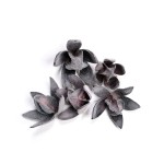 LILLY WILD FLOCK BLACK