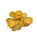 LIŚĆ MONTA - ŻÓŁTY - YELLOW.jpg