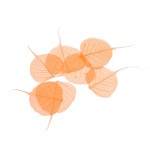 PEEPLE LEAF COLOR