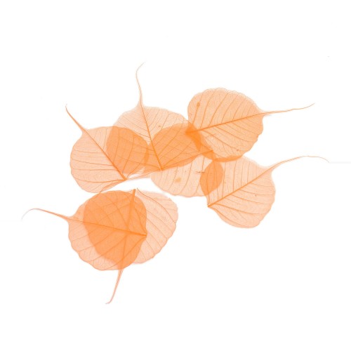 LIŚĆ PEEPUL - POMARAŃCZOWY JASNY : LIGHT ORANGE.jpg
