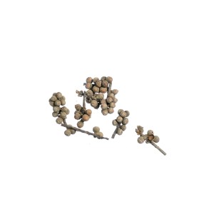 ACORN BUNCH 