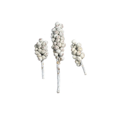 ACORN BUNCH - WHITE WASHED.jpg