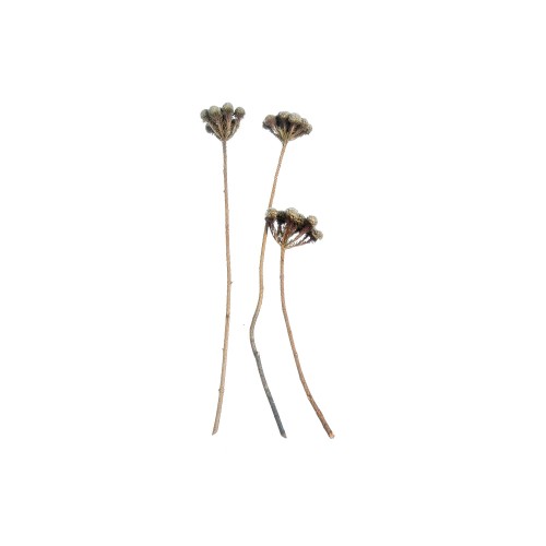 BRUNIA ALBIFLORA.jpg