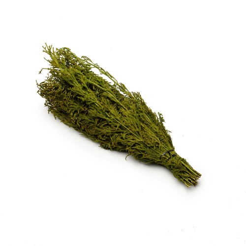 CYPRYS BUSH PREZERWOWANY - ZIELONY : GREEN.jpg