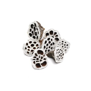 LOTOS SMALL SNOW TIP