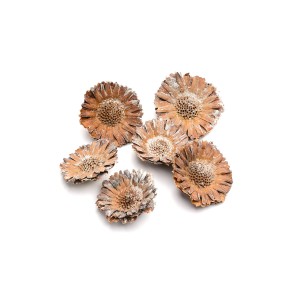 PROTEA COMPACTA ROSETTE CREAM HEADS WHITE WASHED 3cm - 5cm