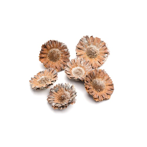 PROTEA COMPACTA ROSETTE CREAM - WHITE WASHED.jpg