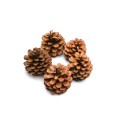 PINE FRUIT : CONE - NATURE.jpg