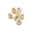 PINE FRUIT : CONE - WYBIELANY : BLD.jpg