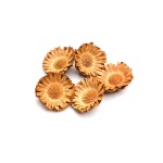 PROTEA COMPACTA ROSETTE CREAM HEADS 3cm - 5cm