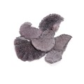 SPONG MUSHROOM - KATHA FLOK.jpg