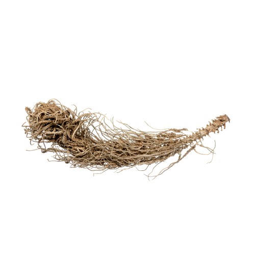 CACHO INGASSIO.jpg