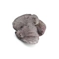 SPONG MASHROOM - KATHA FLOK.jpg