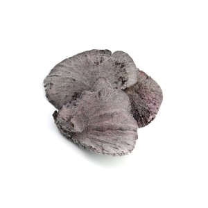 SPONG MUSHROOM FLOCK KATHA
