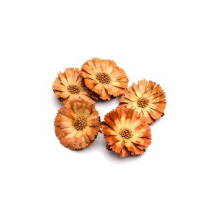 PROTEA REPENS CREAM HEADS 6cm - 7cm