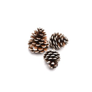PINE CONE SNOW TIP