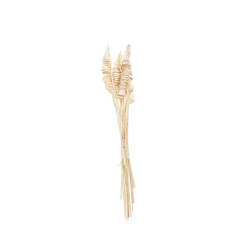CANE CONE - BLD.jpg